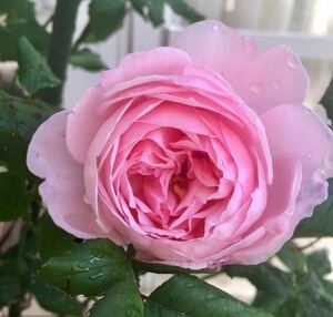 ナエマ　強香　43-1　ベストフレグランス賞受賞　 素晴らしい香りと上品なピンク色　説明不要の人気品種　他の植物と同梱可能（要申告