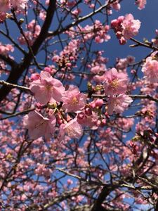 3　河津桜　実生　新種になる可能性も　盆栽　桜　さくら　サクラ