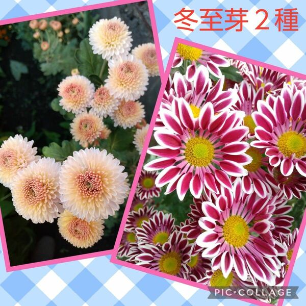 菊苗 冬至芽 抜き苗２種