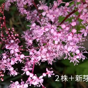 京鹿の子　キョウガノコ　２株＋新芽