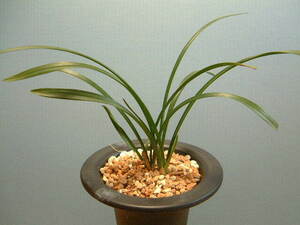  China spring orchid [ large riches and honours ] on tree 3 article *** spring orchid * cold orchid 