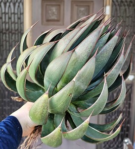 巨大プレイングハンズ　 検（agave チタノタ チタノータ　アガベ　白鯨　吉祥天　パリー パープソラム　氷山 ピンキー　好きにも