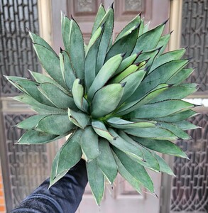 極美ロイヤルスピン　 検（agave チタノタ チタノータ　アガベ　白鯨　吉祥天　パリー パープソラム　氷山 ピンキー　好きにも