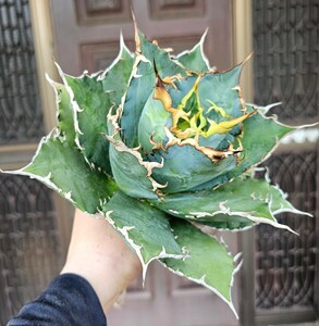 狂刺　 検（agave FO　076 チタノータ　アガベ　白鯨　吉祥天　パリー パープソラム　氷山 ピンキー　好きにも