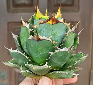 阿修羅丸　現品 チタノタ　 検（agave FO　076 チタノータ　アガベ　白鯨 ホリダ　パープソラム　氷山 ピンキー　好きにも