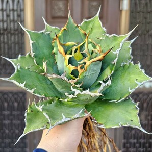 黄覆輪 特選 強刺  検（agave FO 076 チタノータ アガベ 白鯨 吉祥天 パリー パープソラム 氷山 ピンキー 好きにもの画像1