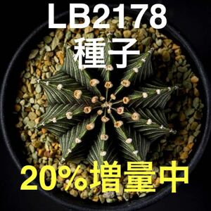 【種子】ギムノカリキウム属 フリードリッヒィ LB2178 2000粒+α