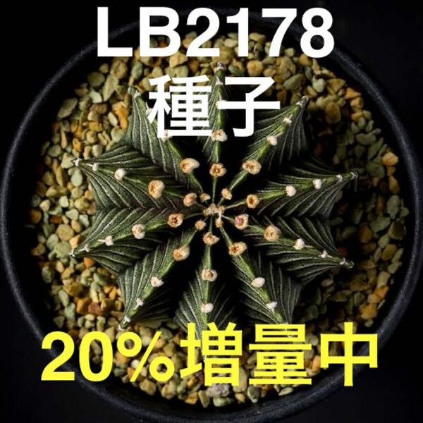 【種子】ギムノカリキウム属 フリードリッヒィ LB2178 2000粒+α