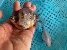 玉サバ　タマサバ　金魚　5匹セット　キャリコ　更紗　シルク_画像6