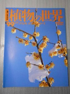 植物の世界 99　（週刊朝日百科）　/　クスノキ　タブノキ　ロウバイ /　朝日新聞社　