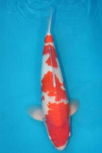 DIRECT鯉　室生養鯉産　ジャンボ当歳　紅白　48cm（0419-5）