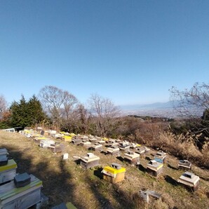 山梨県産 アカシア蜂蜜 300g（トンガリ容器） 1本入り 2023 年5月採りの画像3