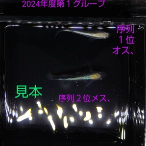 ☆日輪メダカ☆浪花二段光カブキ(大空魔竜血統)若魚３０匹！(オス１５匹、メス１５匹、)現物出品、Ｇ４の画像9