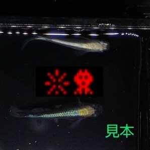 ☆日輪メダカ☆浪花二段光カブキ(大空魔竜血統)若魚３０匹！(オス１５匹、メス１５匹、)現物出品、Ｇ４の画像1