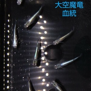 ☆日輪メダカ☆浪花二段光カブキ(大空魔竜血統)若魚３０匹！(オス１５匹、メス１５匹、)現物出品、Ｇ４の画像7