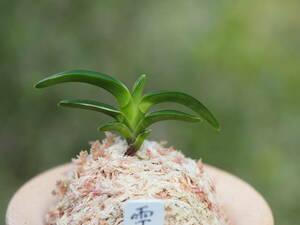 富貴蘭　**　翠華殿覆輪　雫　**　山野草　野生蘭　