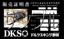 ☆【DKS★】パラワン オオヒラタ 111㎜巨大血統・100.8㎜ペア・新成虫 ☆_画像7