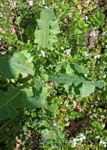 植物 雑種 品種不明 グリーン 1点