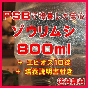 PSBで培養したゾウリムシ種水800ml＋エビオス10錠＋培養説明書　メダカの針子、稚魚、幼魚、越冬中にも安心。