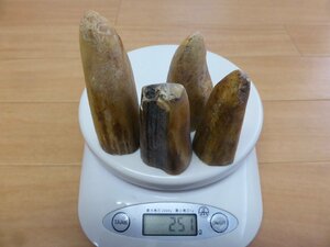 早いもの勝ち！希少な先生地！★□カバ牙 カットピース/先生地 4点（251）！擬餌餌、彫刻材、提物、etc... 象牙の代用に！