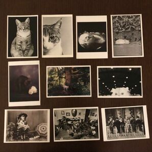 猫 写真 ポストカード 10枚 海外製