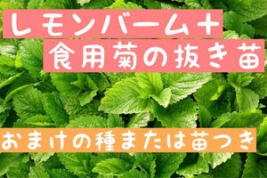 レモンバームと食用菊の抜き苗1株ずつ＋おまけの種か苗