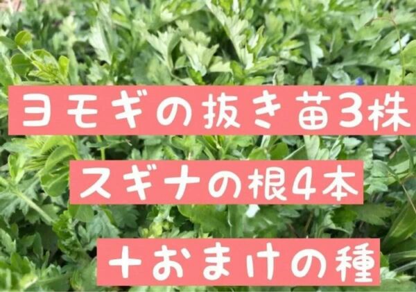 ヨモギの抜き苗3株＋スギナの根4本＋おまけの種