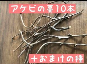 アケビの（挿し木用）カット蔓10本＋おまけの種付き