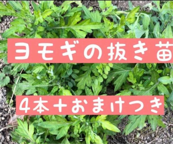 ヨモギの抜き苗4本＋おまけの種つき