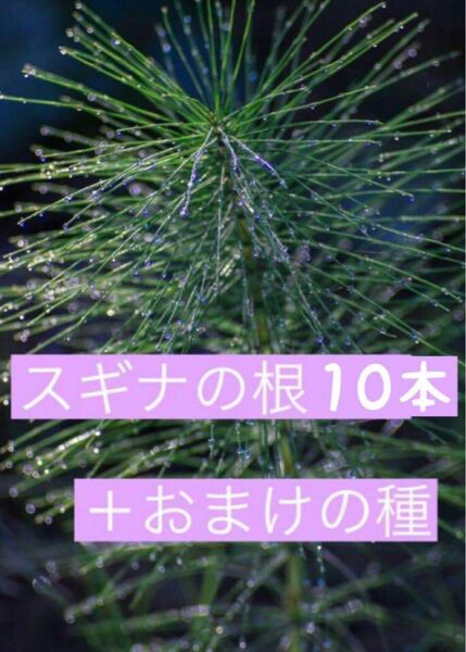 スギナの根10本＋おまけの種付き