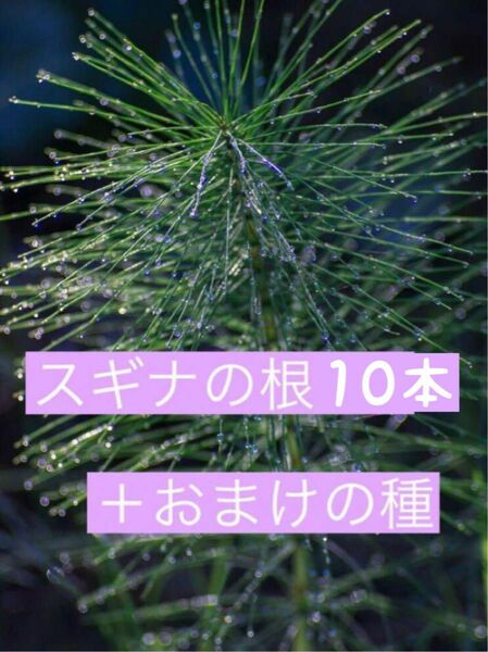 スギナの根10本＋おまけの種つき