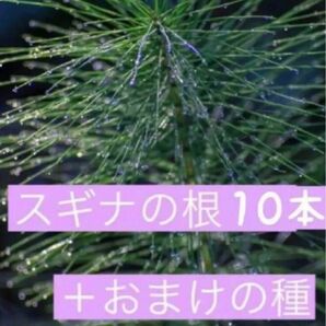 スギナの根10本＋おまけの種つき