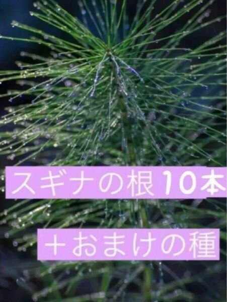 スギナの根10本＋おまけの種つき