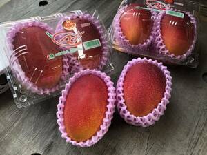 【京の果実屋】小さな太陽のタマゴ◆宮崎◆マンゴーL/2玉　完熟マンゴ