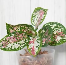 【eba plants】G31 Aglaonema Tricolorアグラオネマ トリカラー　“斑入り植物” 鉢直径12cm _画像1