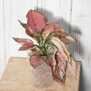 【eba plants】G63 Aglaonema Pink millionairアグラオネマ ピンクミリオネア “斑入り植物” 鉢直径12cm の画像2