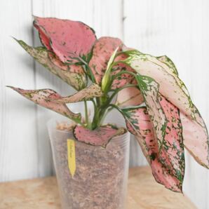 【eba plants】G63 Aglaonema Pink millionairアグラオネマ ピンクミリオネア “斑入り植物” 鉢直径12cm の画像3