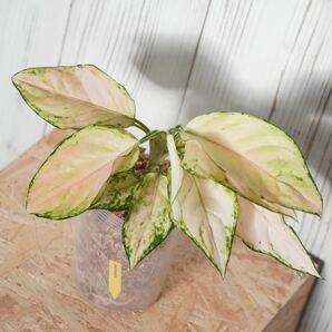 【eba plants】G49 希少株 Aglaonema Pink Barbie アグラオネマ ピンクバービー “斑入り植物” 鉢直径12cmの画像1