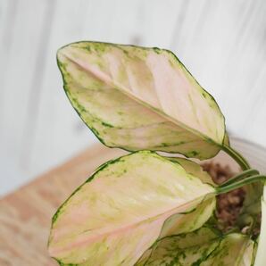 【eba plants】G49 希少株 Aglaonema Pink Barbie アグラオネマ ピンクバービー “斑入り植物” 鉢直径12cmの画像2