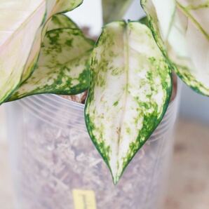 【eba plants】G49 希少株 Aglaonema Pink Barbie アグラオネマ ピンクバービー “斑入り植物” 鉢直径12cmの画像4