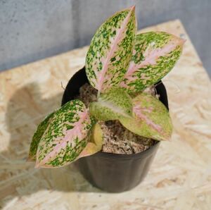 【eba plants】G74Aglaonema Stardust orange アグラオネマ　スターダストオレンジ　“斑入り植物” 鉢直径12cm