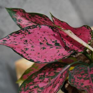 【eba plants】G57Aglaonema Kamkoonアグラオネマ カムクーン “斑入り植物” 鉢直径12cm の画像3