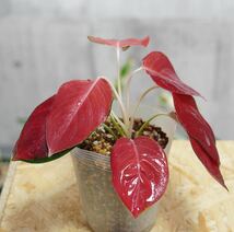 【eba plants】G23 Aglaonema Redmillionair アグラオネマ　レッドミリオネア　“斑入り植物” 鉢直径12cm _画像3