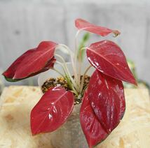 【eba plants】G23 Aglaonema Redmillionair アグラオネマ　レッドミリオネア　“斑入り植物” 鉢直径12cm _画像1