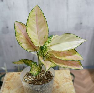 【eba plants】G51 Aglaonema Pinkbarbie アグラオネマ　ピンクバービー　“斑入り植物” 鉢直径12cm