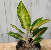 【eba plants】G42 Aglaonema Icecream アグラオネマ　アイスクリーム　“斑入り植物” 4号鉢_画像1