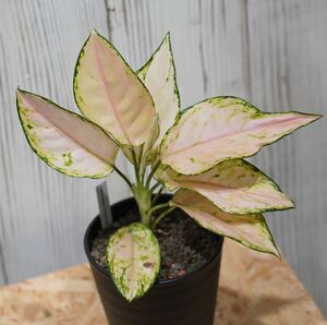 【eba plants】G52 Aglaonema Pinkbarbie アグラオネマ　ピンクバービー　“斑入り植物” 4号鉢