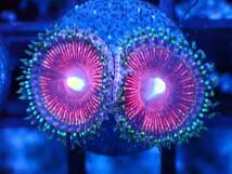 ■マメスナ■ ≪KOARA≫【Zoanthids】＃サンゴ＃アクアリウム③_画像1