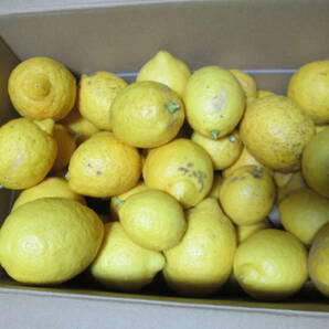 ＜無農薬＞和歌山産 レモン 約４キロの画像1