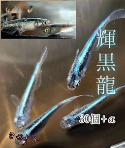 【輝黒龍メダカの卵】30個プラスα